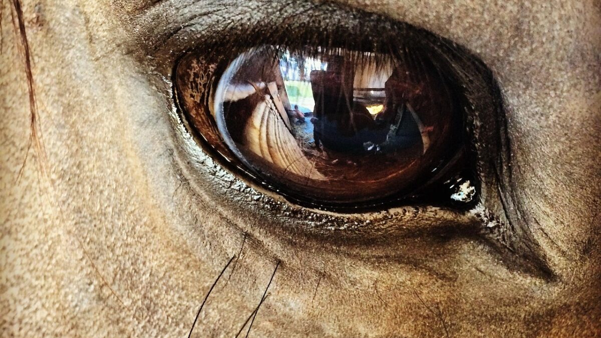 Les progrès réalisés dans le domaine des nouvelles technologies d’élevage, notamment les dispositifs portables, les capteurs environnementaux et la vidéosurveillance, permettent un suivi de la santé et du bien-être en temps réel.