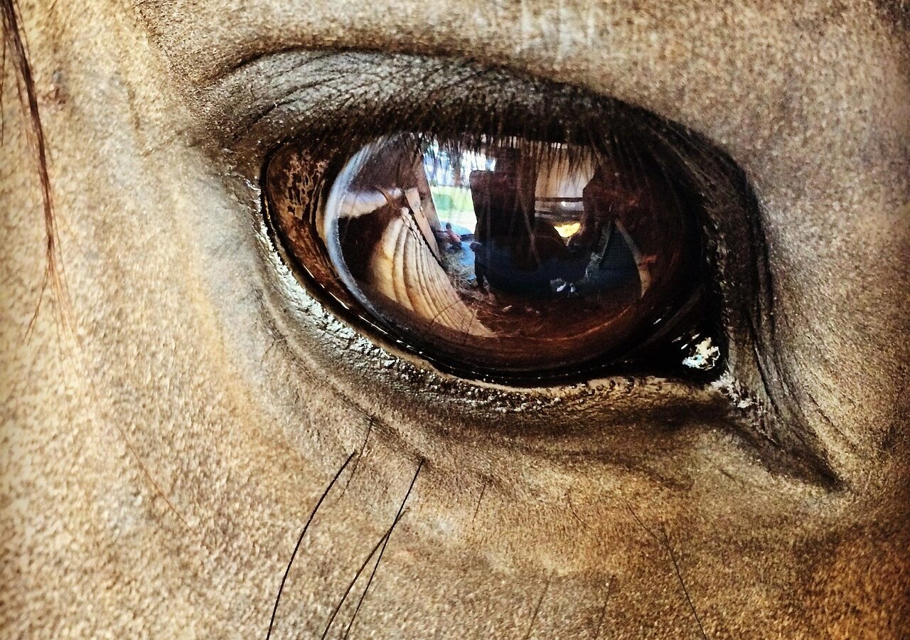 Les progrès réalisés dans le domaine des nouvelles technologies d’élevage, notamment les dispositifs portables, les capteurs environnementaux et la vidéosurveillance, permettent un suivi de la santé et du bien-être en temps réel.