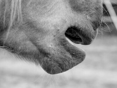 Affaire Millot : Le tribunal a prononcé une peine de 3 mois d’emprisonnement avec sursis simple. Il a surtout assorti cette condamnation pour « sévices graves ayant entraîné la mort » d’une mesure trop rarement appliquée : une interdiction définitive de détenir un animal et une interdiction définitive d’exercer une activité en lien avec les animaux.