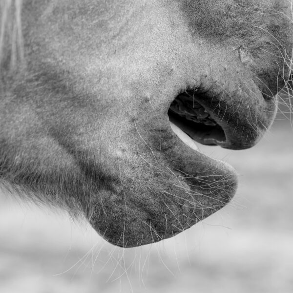 Affaire Millot : Le tribunal a prononcé une peine de 3 mois d’emprisonnement avec sursis simple. Il a surtout assorti cette condamnation pour « sévices graves ayant entraîné la mort » d’une mesure trop rarement appliquée : une interdiction définitive de détenir un animal et une interdiction définitive d’exercer une activité en lien avec les animaux.