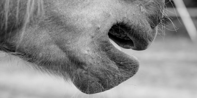 Affaire Millot : Le tribunal a prononcé une peine de 3 mois d’emprisonnement avec sursis simple. Il a surtout assorti cette condamnation pour « sévices graves ayant entraîné la mort » d’une mesure trop rarement appliquée : une interdiction définitive de détenir un animal et une interdiction définitive d’exercer une activité en lien avec les animaux.