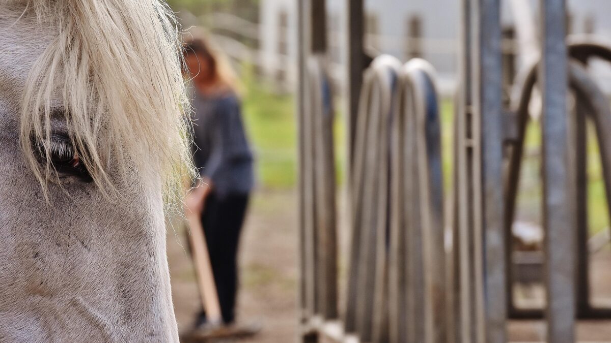 Le bien-être du cheval ne se joue pas seulement sur les terrains de sport ou dans les cliniques vétérinaires. Il se construit, jour après jour, selon les options choisies par son détenteur en matière de logement, d’alimentation et d’activité.