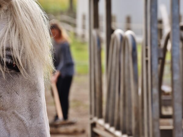 Le bien-être du cheval ne se joue pas seulement sur les terrains de sport ou dans les cliniques vétérinaires. Il se construit, jour après jour, selon les options choisies par son détenteur en matière de logement, d’alimentation et d’activité.