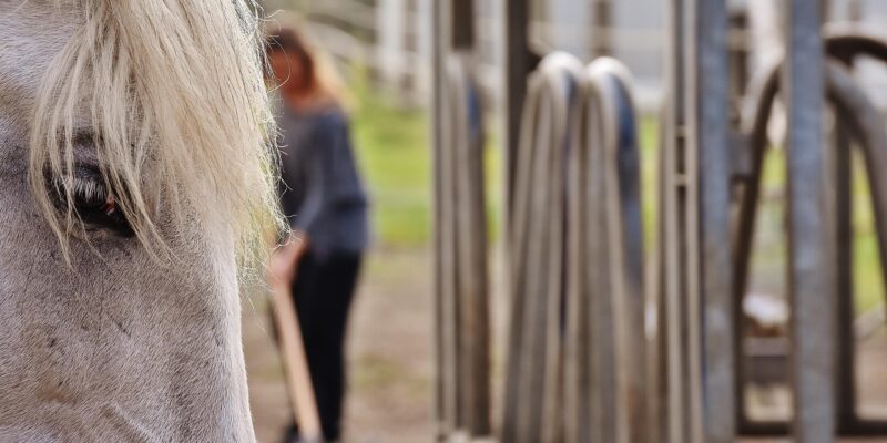 Le bien-être du cheval ne se joue pas seulement sur les terrains de sport ou dans les cliniques vétérinaires. Il se construit, jour après jour, selon les options choisies par son détenteur en matière de logement, d’alimentation et d’activité.