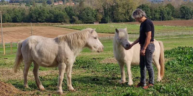 Patience est une jolie ponette, du moins aujourd’hui car, avant d’être prise en charge, elle n’était que l’ombre d’elle-même