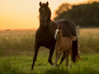 Une nouvelle étude montre comment la présence prolongée de la mère façonne le développement comportemental, physiologique et cérébral des poulains.