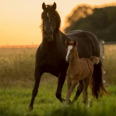 Une nouvelle étude montre comment la présence prolongée de la mère façonne le développement comportemental, physiologique et cérébral des poulains.
