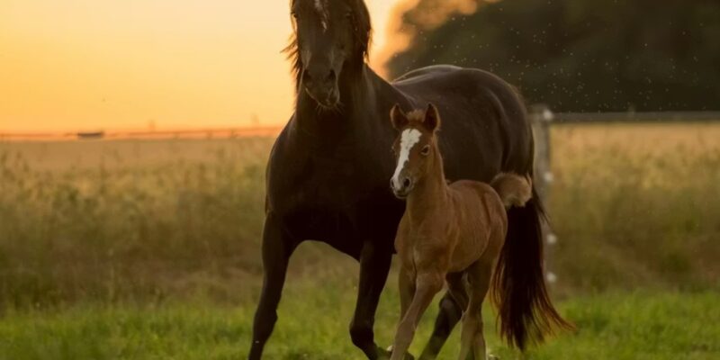 Une nouvelle étude montre comment la présence prolongée de la mère façonne le développement comportemental, physiologique et cérébral des poulains.
