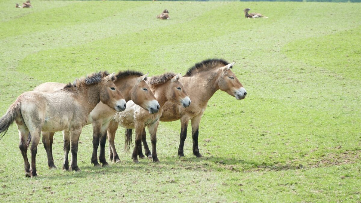 L’organisation sociale au sein d’un troupeau de chevaux sauvages est plus complexe qu’il n’y paraît
