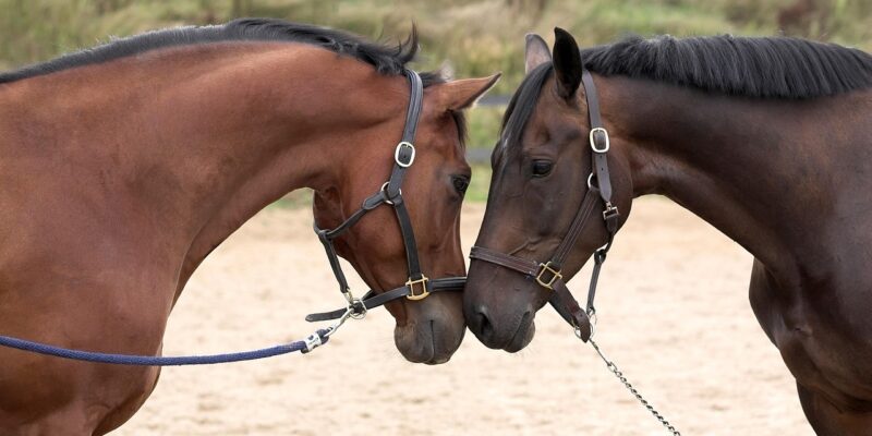 L’expression “anxiété de séparation”, n’a pas de réelle définition. Résultat : on mélange des situations différentes, on compare mal les études sur le sujet, et on finit par manquer la cible quand il s’agit d’aider l’animal.